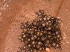 Psalmopoeus cambridgei Spiderlings