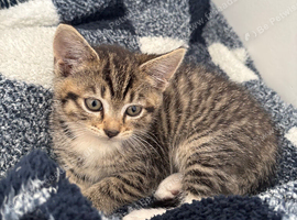 beautiful 8wk tabby kitten