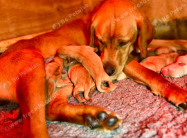 RKC REG'D GOLDEN YELLOW BEAUTIFUL LAB PUPS
