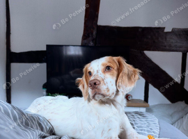 7 month old cocker spaniel puppy