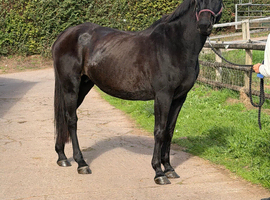 Big and beautiful - Winter Warmblood project