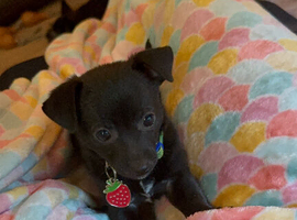 Young tiny cross breed male