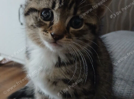 Kitten female tabby.
