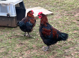 Black copper maron x Rhode Island Red Unsexed chickens