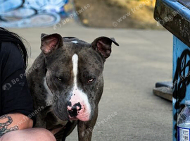 2 year old Tyson