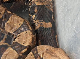2 boa constrictors looking for new homes