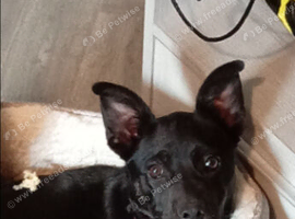 German Shepherd x frenchie