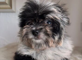 KOREAN MALTIPOM READY NOW