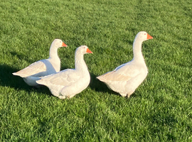 Emden type goslings