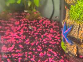 Mixed guppies