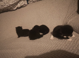 Beautiful Maine Coon x Bombay Kittens Ready Soon