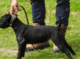 Won&rsquo;t find a finer Patterdale I&rsquo;m heading off travelling else she wouldn&rsquo;t be going no where