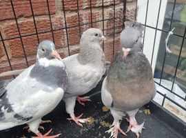 Beautiful Quality Pigeons &ndash; Ready for New Homes
