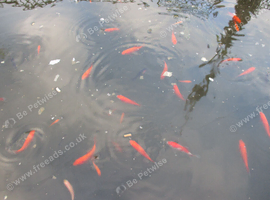 Young pond-bred goldfish, multi colours