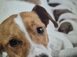 Jack Russell pups