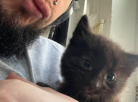 2 healthy happy girl kittens ready for their forever homes