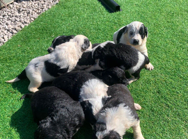 Bordoodle puppies