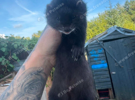 black 12 week old hob kit