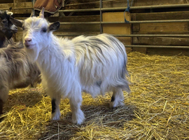 Nanny Pygmy Goat 2 years old