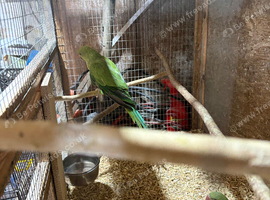 Young Indian ringnecks forsale