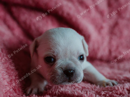 Pug puppies