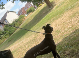 Bull lurcher 9 months old