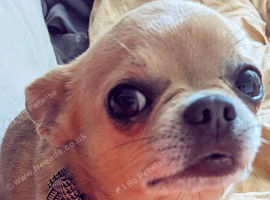 Chihuahua stud