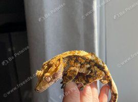 Crested gecko