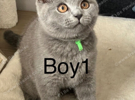 Adorable British Shorthair kittens