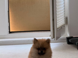 10 week old Pomeranian Boy
