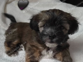 Gorgeous black/brown & tan shorkie puppies ready 10/11/26