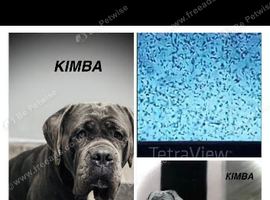 4 stunning cane Corso puppies