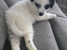 Samoyed cross female