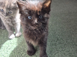 Main coon x mixed breed