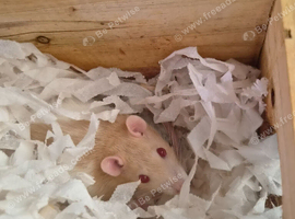 2 female rats 16 months old