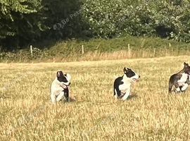 Welsh sheep dog puppies
