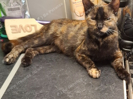 Female kittens