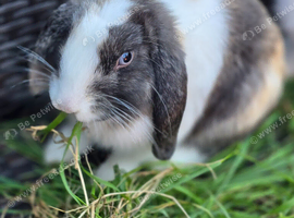 Rabbit