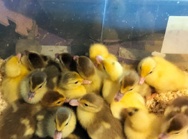 Ducklings for sale