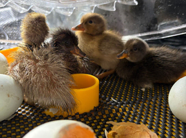 9 xindian runner ducklings
