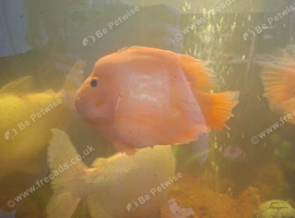 Need a new home asap