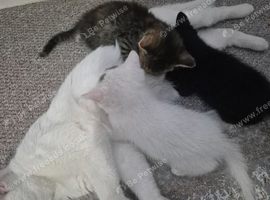Adorable taddy &times; ginger