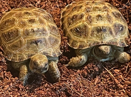 Baby Horsfield tortoises for sale