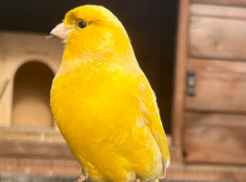 Fife and Gloster last years birds ready to breed