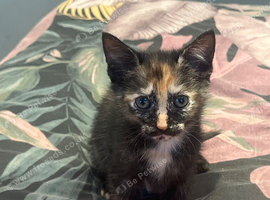 Kittens ready now