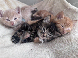 Kittens ready to leave 03/08