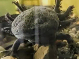 Axolotl