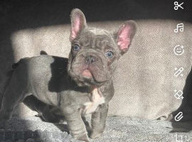 champion frenchie pups