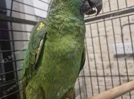 AMAZONS/PARROTS/PARAKEETS AVAILABLE