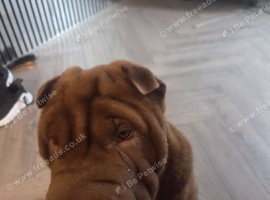 6mth old male